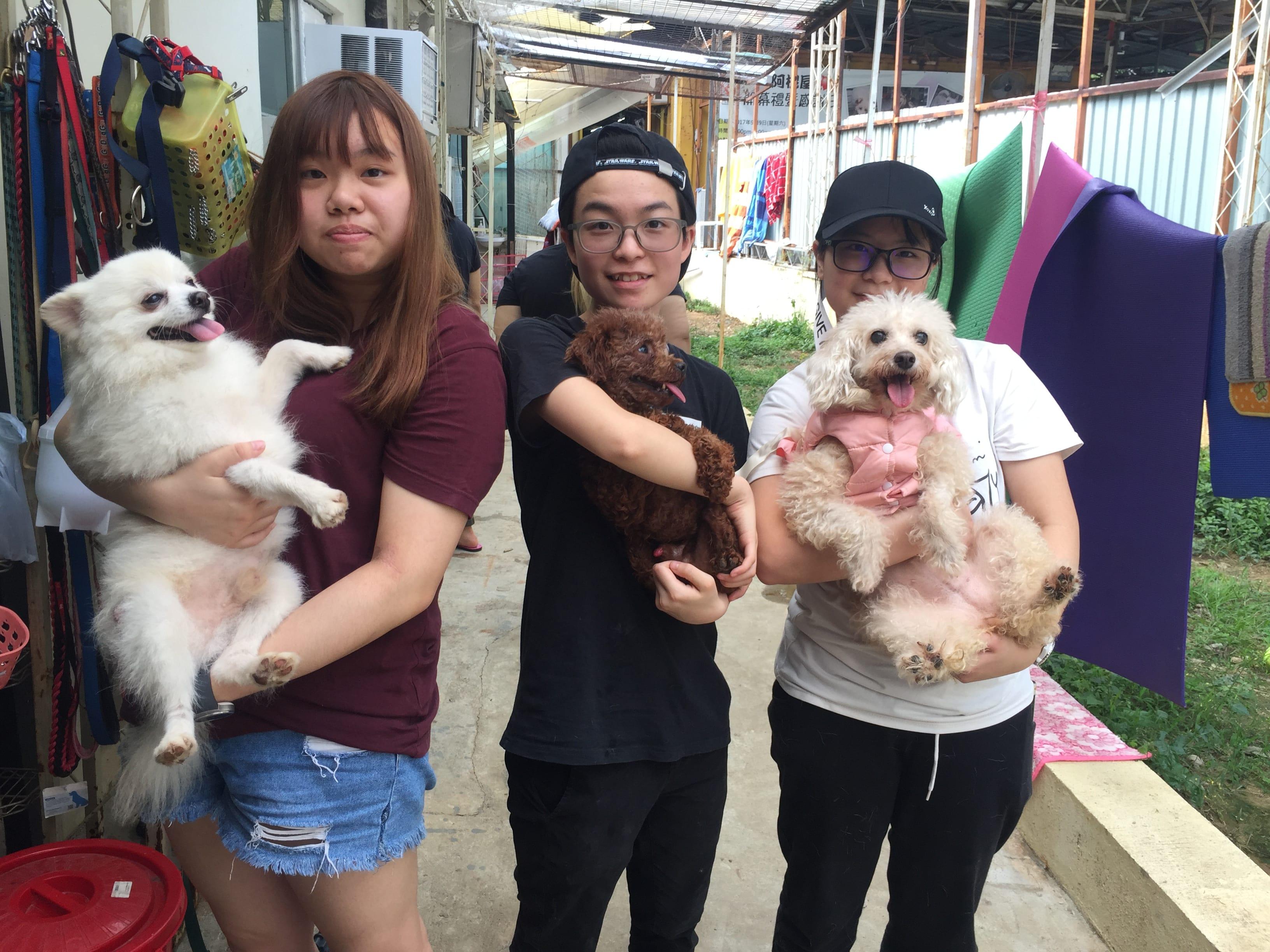 Student Volunteer took care of the helpless animals in animal shelter 